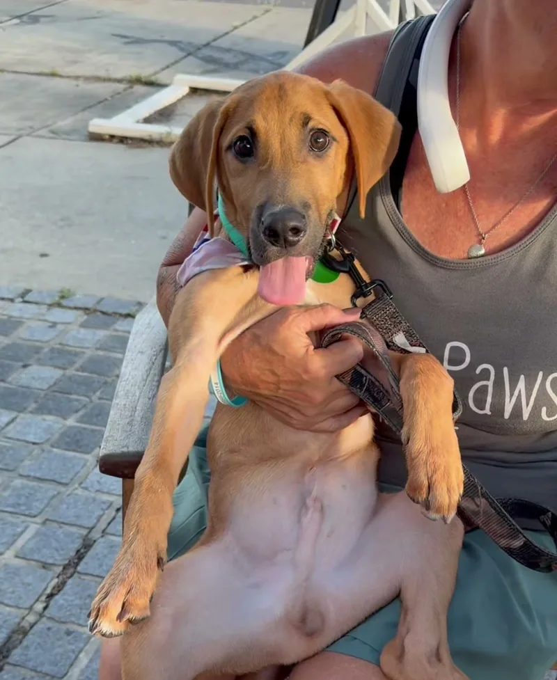 A tan hound-mix puppy with its tongue out sitting in the lap of a Take Paws Rescue volunteer on the patio
